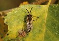 43 heidezandbij Andrena fuscipes m De Hamert_resize